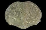Pyrite Replaced Brachiopod (Paraspirifer) - Ohio #130274-2
